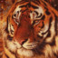 warmtiger