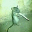 rata fumon