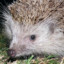 Shurik