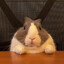Don Rabbiton