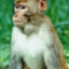Bongo the Monkey