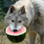 LunaHowl