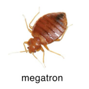 megatron