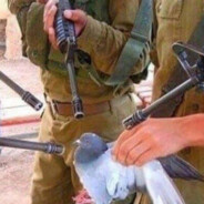pigeon