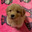 l9 puppygirl