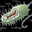 Prokaryotic Cell