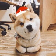 ★★★发牌员是我的狗