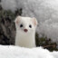 White Mountain Ermine