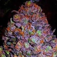 Mr PurpleBudHaze