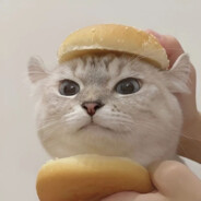 汉堡猫