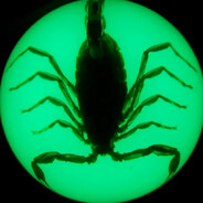 scorpionrex1954 avatar