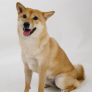 我不是妮露的狗