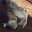 [aww mlu bgtt]