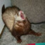 ScreamingAssFerret