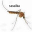 sasalka