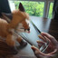 Smooth Fox