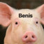 Pig Benis