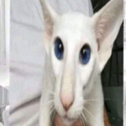 Avatar snapshot