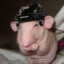 Rat Marchand