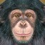 Şempanzee