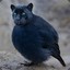 Panther Bird