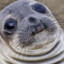 Chunky Seal