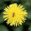 Dandilion