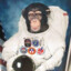 Ham The Astrochimp