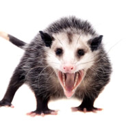 possum