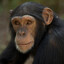 Chimp
