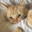 catsped