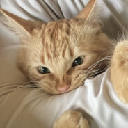 catsped