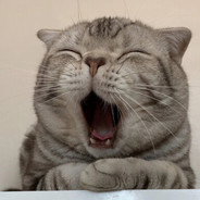 Ля какой кот