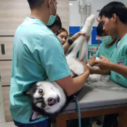 贴地飞翔的鹰