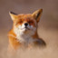 SmilingFox