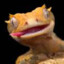 gecko