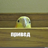 попуг