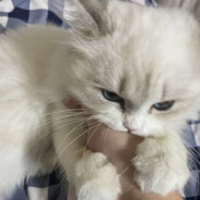 拼好饭领域高手