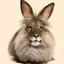 shimm (шим)