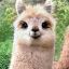 &lt;font face=&quot;Ravie&quot;&gt;Lama