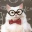 Chemistry Cat