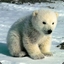 POLAR BEAR