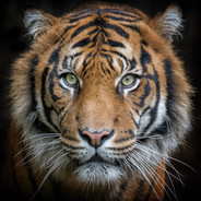 corystorm avatar