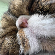 ВОНИЩЕ ГОВНИЩЕ