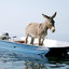 Sea donkey