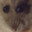 Ratty