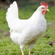 Violador de gallinas