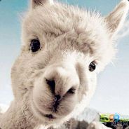 记住大神的头像！