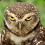 OwlRage*@