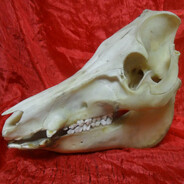 Черепаха Хлов